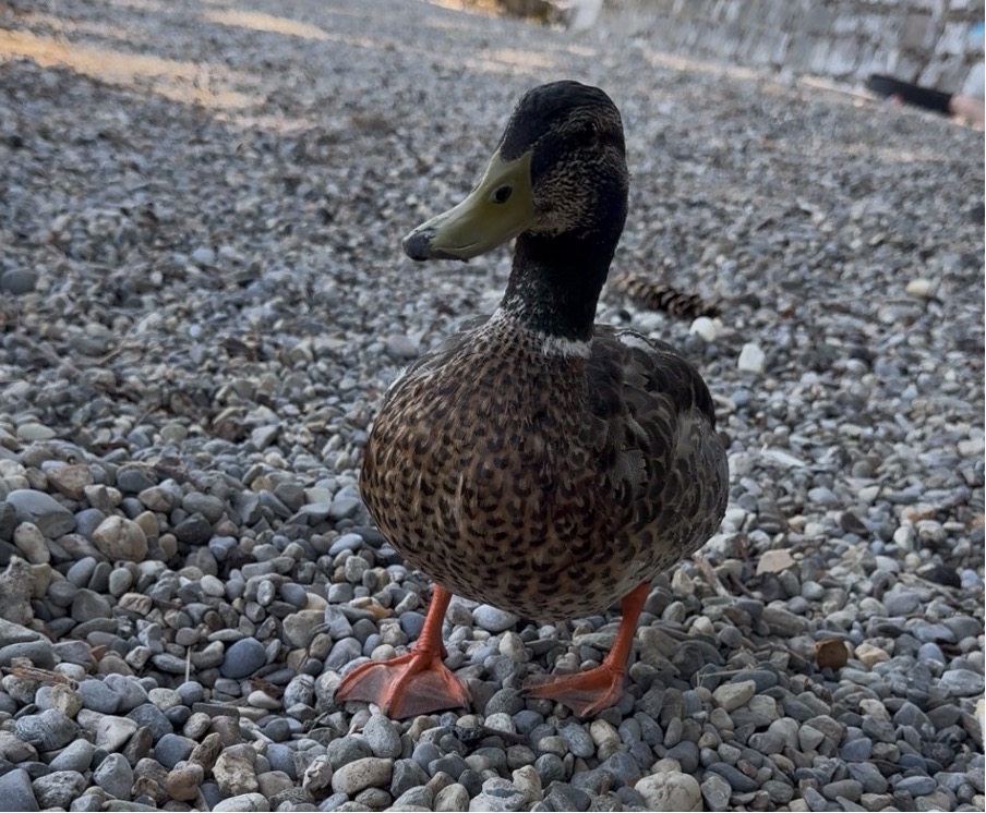 duck